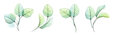 Suluboya okaliptüs dalları kuruldu. Beyaza izole edilmiş büyük bir el yapımı botanik çizimleri koleksiyonu. Soyut Şeffaf yapraklar paketi