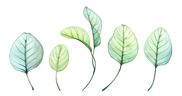 수채류 유칼립투스 잎 세트. 손으로 그린 식물학적 인 삽화가 흰색에 분리되어 있다. 추상적 인 투명성은 수집 된 것을 남긴다. 수평 깃발 — 스톡 사진