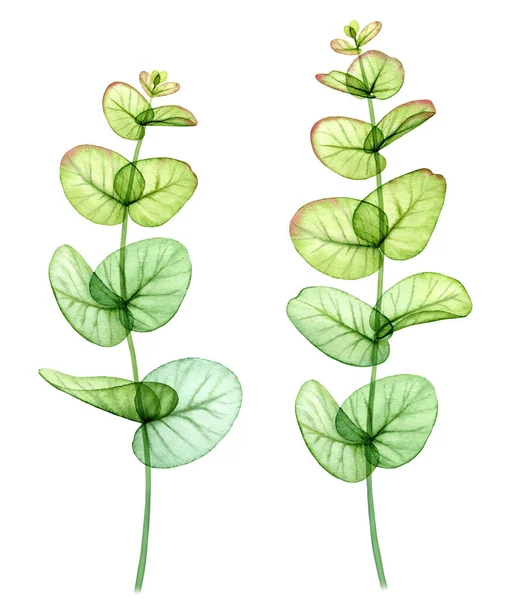 Aquarell Eukalyptuszweige. Realistische vertikale Pflanzen. Handgezeichnete botanische Illustration isoliert auf weiß. Abstraktes transparentes florales Gestaltungselement — Stockfoto