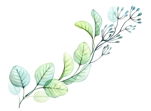 Aquarel Eucalyptus tak. Lange takken in een lijn geïsoleerd op wit. Handgetekende botanische illustratie. Abstract transparant bloemmotief element — Stockfoto