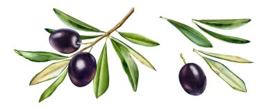 Siyah zeytin dalı. Olgun meyveler ve ek yapraklarla sulukoli koleksiyonu. Taze zeytinli gerçekçi botanik resim. Lezzetli gıda tasarım elementleriyle el çizimi