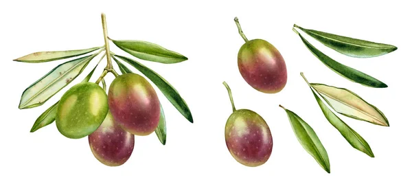 Акварельна фіолетова оливкова гілка. Зрізати барвисті зелені фрукти з листям. Реальний ботанічний живопис зі свіжими оливками. Набір додаткових елементів дизайну їжі — стокове фото