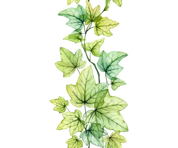 Akvarell Átlátszó Levelek Függőleges Varrat Nélküli Minta Angol Borostyánnövény Friss — Stock Fotó