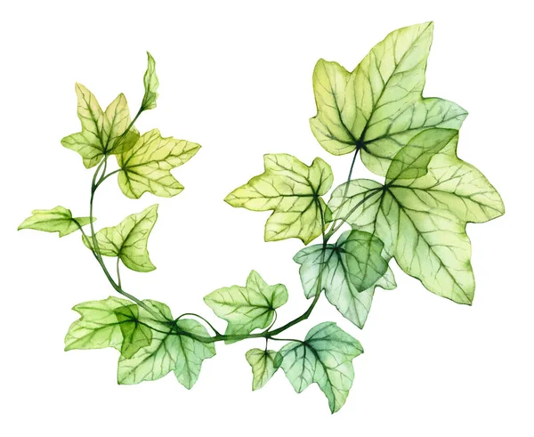 Aquarel Transparante Bladeren Ronde Krans Samenstelling Engelse Klimplant Verse Druivenbladeren — Stockfoto