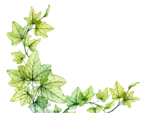 Watercolor background with transparent leaves. Banner with fresh English ivy plant and place for text. Corner composition. Grape tree foliage isolated on white. 