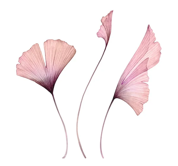 水彩銀杏の葉がセット 白で隔離された透明なピンクの枝コレクション メイデンヘアの木で手描きのアートワーク 要約Bohoスタイルの結婚式のデザインのための植物イラスト — ストック写真