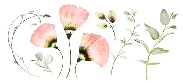 Akwarela Poppy Zestaw Kwiatowy Kolekcja Przezroczystych Kwiatów Gałęzi Eukaliptusa Liści Obrazy Stockowe bez tantiem