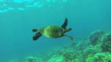 Sualtı Kaplumbağa yüzme