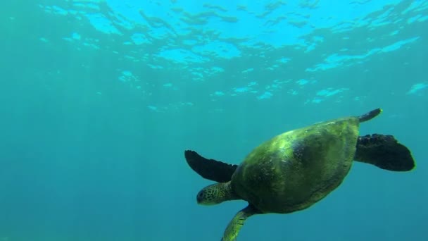 Underwater Turtle Swimming — Stock Video
