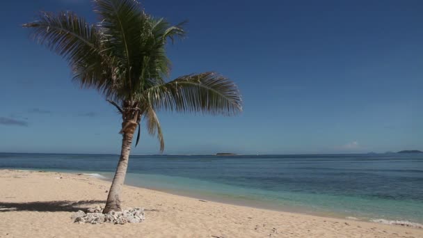 Palmier sur plage de sable blanc — Video