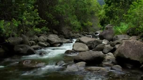 Tropical River Time Lapse — Stock Video