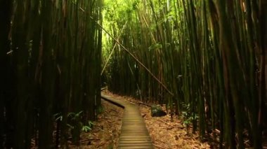 Steadicam atış bambu ormanı (Hd ile)