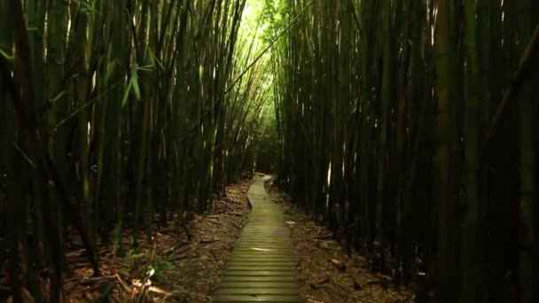 Steadicam Shot Thru Bamboo Forest (HD) ) — стоковое видео