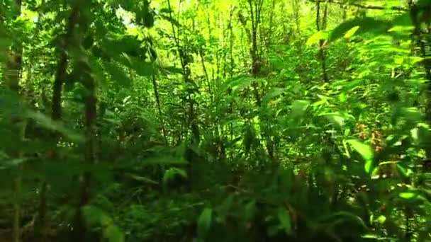 Steadicam Shot Thu Lush Forest (câmera lenta ) — Vídeo de Stock