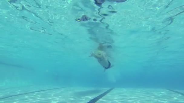Hombre de cámara lenta nadando bajo el agua en la piscina — Vídeos de Stock