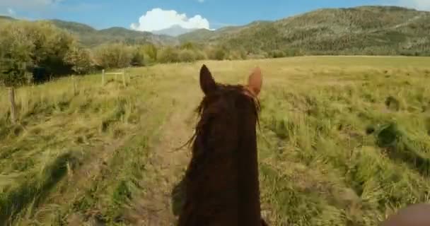 First Person Point View Pov Woman Horseback Riding Country Meadow — Vídeos de Stock