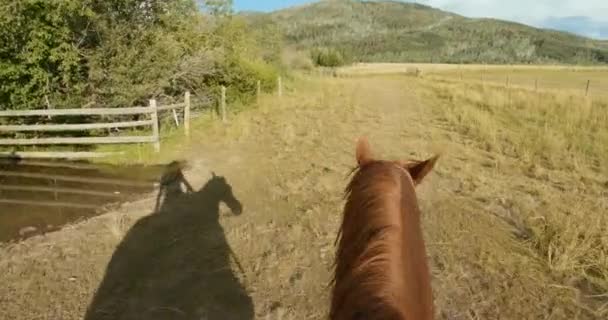 First Person Point View Pov Woman Horseback Riding Country Meadow Séquence Vidéo Libre De Droits