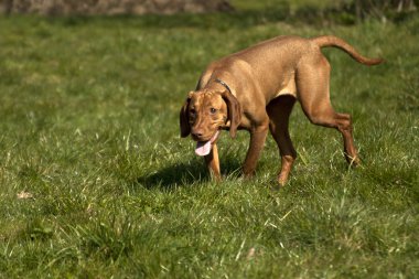 macarca vizsla