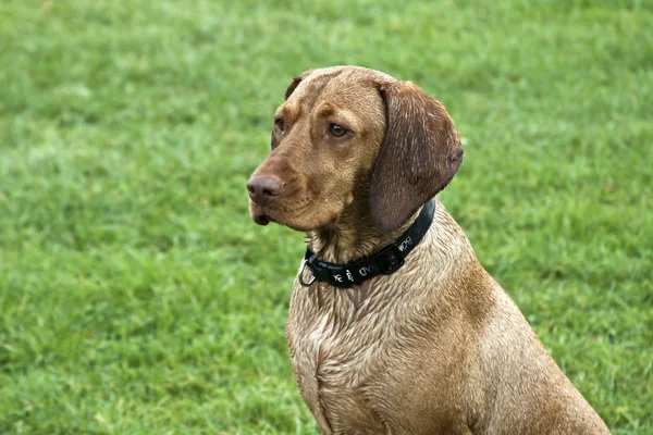 Hungarian vizsla — Stock Photo, Image