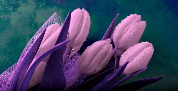 Фиолетовые розовые тюльпаны с капельками воды. Цветочные почки и темно-зеленый размытый фон. Крупный план. Мягкий фокус Тонированное изображение — стоковое фото