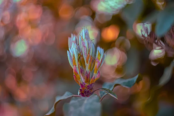 Rama de azalea en el parque en primavera. Flores. Fondo oscuro borroso natural y bokeh. Copiar espacio. —  Fotos de Stock