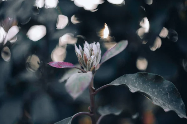 Knopen van azalea in de schaduw van bomen in het park in de lente. Natuurlijke wazige achtergrond. Film stijl oude lens.Toned afbeelding — Stockfoto