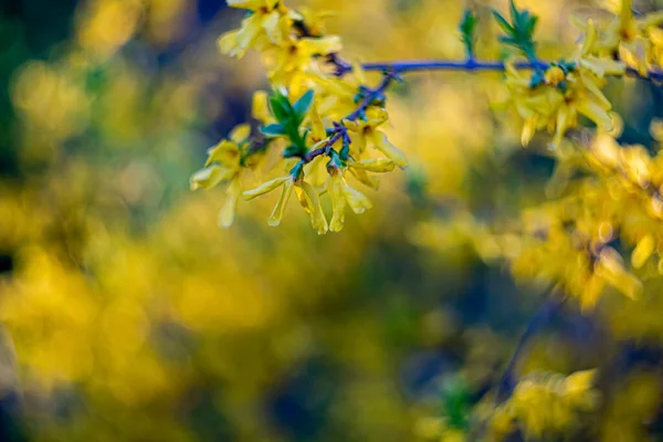 De belles fleurs jaunes avec des étamines sur une branche de buisson et un fond vert flou naturel. Profondeur de champ faible. Espace de copie. Image En Vente