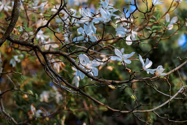 Magnolia flowers in spring and blurred background with white flowers on tree branches. Shallow depth of field. — Stock Photo, Image