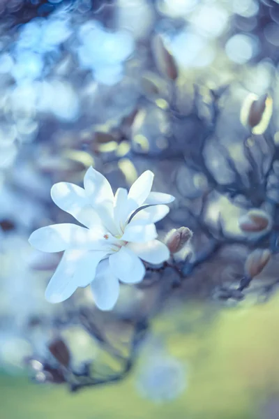 Beeldende kunst Natuurlijke wazige blauwe achtergrond van magnolia in het park in de lente. Ondiepe scherptediepte. Bokeh. Getinte afbeelding — Stockfoto