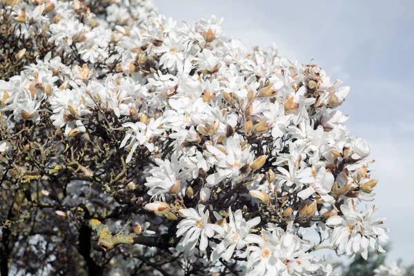 Kwitnące magnolie z teksturowanym tłem z bokeh i ziarnistą fakturą i hałasem. Skupienie selektywne. — Zdjęcie stockowe