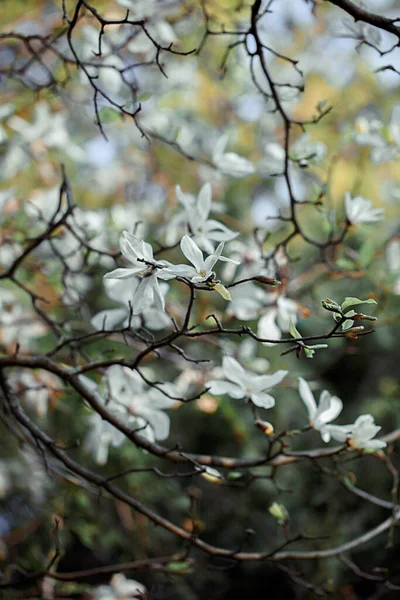 Magnolia kwiaty wiosną i niewyraźne tło z białymi kwiatami na gałęziach drzew. Płytka głębia ostrości — Zdjęcie stockowe