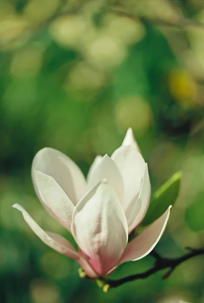 Bela arte. Imagem de filme digitalizado de flores de magnólia na primavera em um fundo borrado e bokeh. Ambiente arejado. — Fotografia de Stock