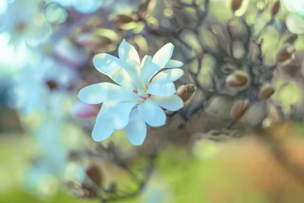 Beeldende kunst Natuurlijke wazige blauwe achtergrond van magnolia in het park in de lente. Ondiepe scherptediepte. Getinte afbeelding. — Stockfoto