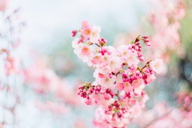 İlkbaharda kiraz ağacı. Sanatsal niyet ve filtreler. Film stili eski lens. Havadar bir atmosfer. Yumuşak odak