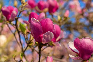 Renkli desenli arka planda çiçek açan kırmızı manolyalar. Pembe çiçekler. Doğa bulanık arkaplan.