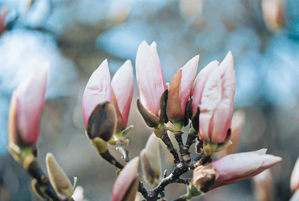 Magnolienblüten im Park im abendlichen Frühling. Unscharfer Hintergrund. Rosa Magnolienknospen. Eingescanntes Filmbild — Stockfoto