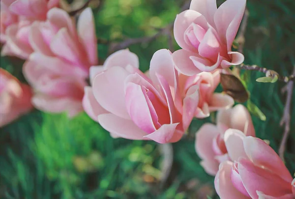 Magnolia rosa en el parque en la primavera de la tarde. Fondo borroso natural. Brotes de magnolia rosa. Imagen de película escaneada —  Fotos de Stock