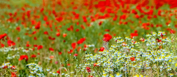 Daisies and poppies. Summer, red and white flowers on the field. Sunny day. Meadow flowers. Shallow depth of field. Airy atmosphere. Art photography.The artistic intend and the filters. Bokeh.