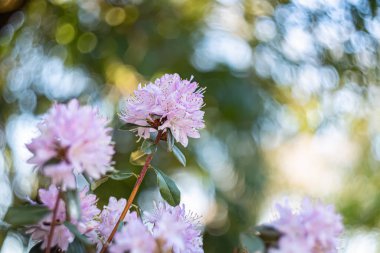 Azalea yazın parktaki ağaçların gölgesinde. Doğal olarak bulanık yeşil arka plan ve bokeh. Yüzeyin derinliği. Uzayı kopyala Film stili eski lens. Havadar atmosfer.