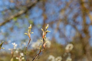 Tomurcuklu çalı dalı. Beyaz bokeh ile doğal bulanık arkaplan. Mavi gökyüzü. Gündüz vakti. Yüzeyin derinliği. Yüzeyin derinliği. Havadar bir atmosfer. Sanat fotoğrafçılığı. Sanatsal niyet ve...