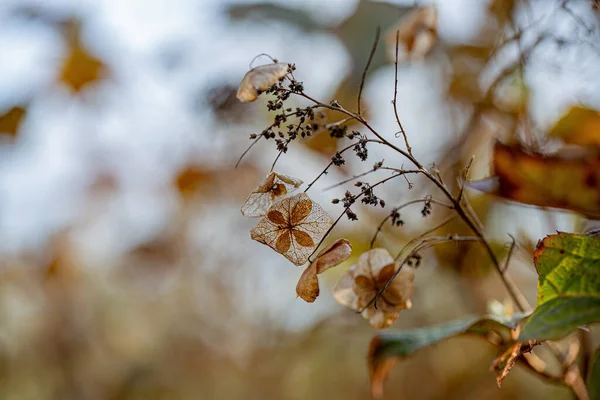 Ramo Outono Arbusto Com Marrom Transparente Secou Flores Murchas Folhas — Fotografia de Stock