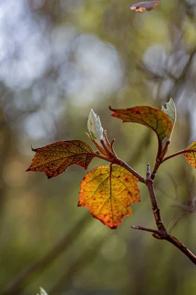 Ramo Outono Arbusto Com Folhas Vermelhas Amarelas Fundo Borrado Natural — Fotografia de Stock