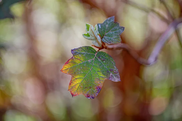 Autumn Branch Shrub Green Yellow Leaves Natural Blurred Background White — Stock Photo, Image