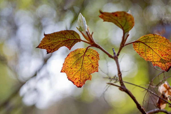 Autumn Branch Shrub Yellow Leaves Natural Blurred Background White Bokeh — Stock fotografie