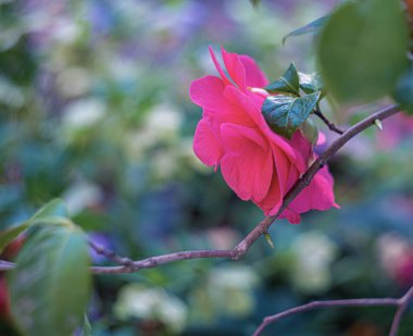 Gül. Kırmızı çiçeğe yakın çekim. Renkli bokeh ile doğal bulanık arkaplan. Yaz zamanı. Yüzeyin derinliği. Film stili eski lens. Havadar bir atmosfer. Sanat fotoğrafçılığı.