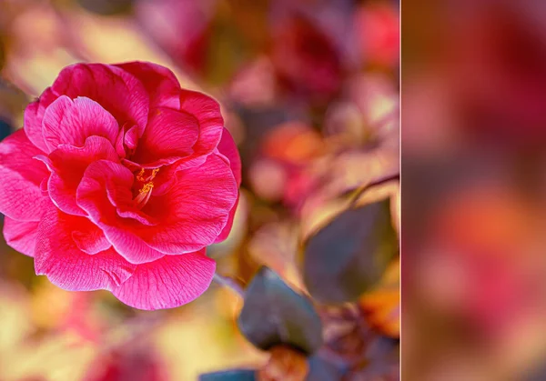 Крупный План Розы Красный Цветок Осенью Естественный Размытый Фон Желтым — стоковое фото
