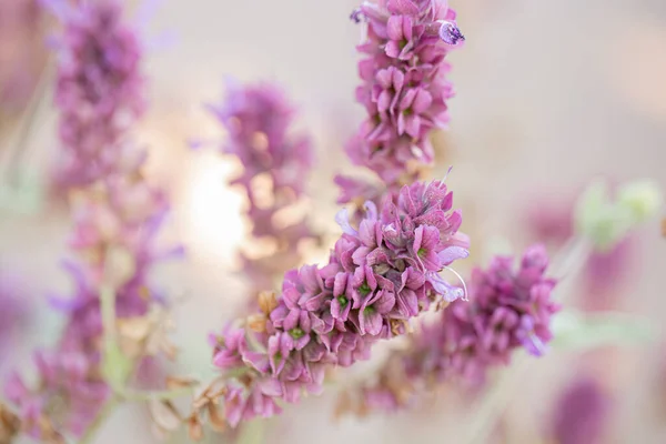 Blooming Purple Lavender Flowers Dry Grass Meadows Fields Violet Flower — Stok fotoğraf