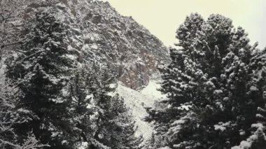 Devasa Belukha Dağı, Aktru Nehri vadisi, Altai Dağları, buzulların ayağı ve ağaçların tepeleri. Kış ormanı, Chuya ve Aktru vadisindeki donmuş dağ nehri.