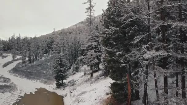 冬の森とチュヤ川渓谷アルタイ共和国、シベリア、ロシアの凍結山の川。雪に覆われた木々に覆われた冷たい野生の空の森の空中ビュー、分岐凍結川と巨大な — ストック動画