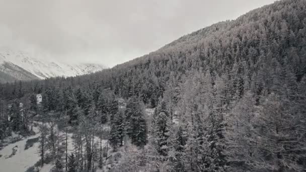 Zimní les a zamrzlá horská řeka v údolí řeky Chuya Altai, Sibiř, Rusko. Letecký pohled skrz mraky studeného, divokého, prázdného lesa se zasněženými vrcholky stromů, větvení — Stock video